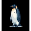Erkek Survivor Penguin Baskılı 3 İplik Pamuklu Kapüşonlu Sweatshirt Hoodie Siyah