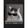 Erkek T-Shirt Komik Kedi Baskılı kısa kol Tişört - Siyah