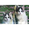 3 Boyutlu Resim  Sevimli Kediler İkili Kedi Resmi Tablosu 40x60 Cm