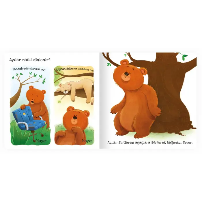 Dokun Hisset Ayılar Ne Sever?