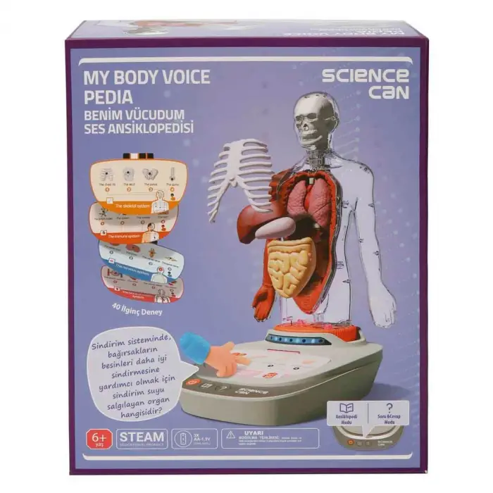 BILIM SETİ INSAN VUCUDU MODELİ