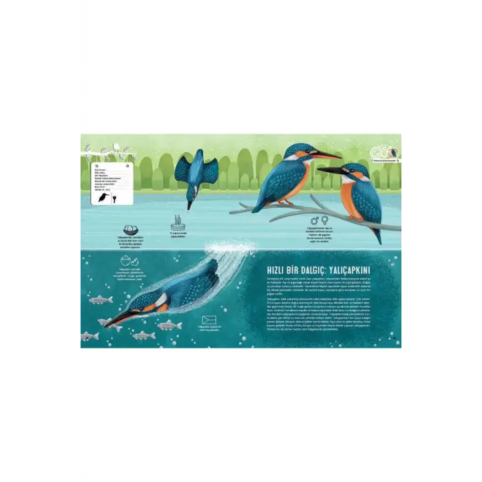 Kuş Atlası (ciltli)