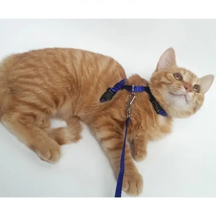 Mavi Kullanıma Uygun Kedi Boyun ve Göğüs Tasması