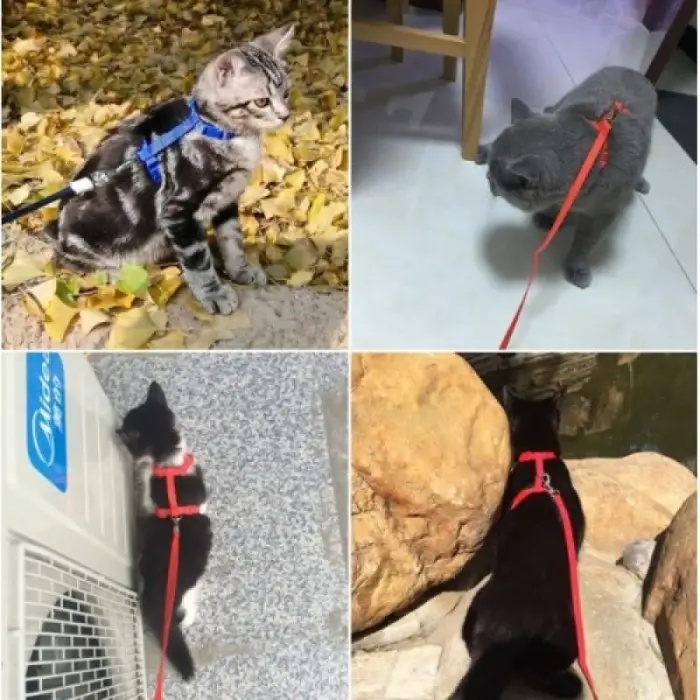 Mavi Kullanıma Uygun Kedi Boyun ve Göğüs Tasması