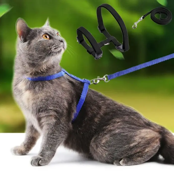120cm Mavi Kullanıma Uygun Kedi Tasması