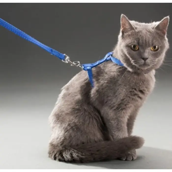 120cm Mavi Kullanıma Uygun Kedi Tasması