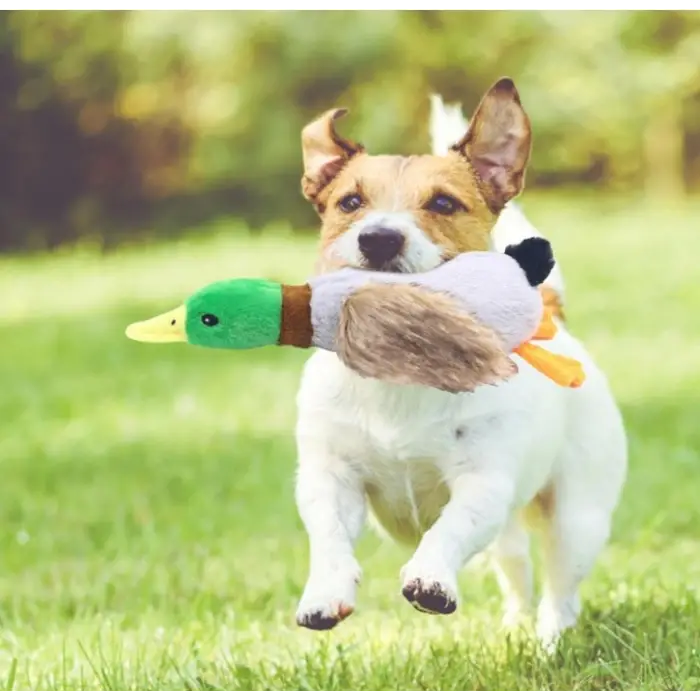 Kullanıma Uygun Sesli Ördek Şekilli Peluş Köpek Oyuncağı