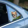 10 cm Cam Fulcar Chiuahua Araç Stickerı