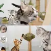 5 cm 1 Adet Kullanıma Uygun Kedi Nanesi Oyun Topu