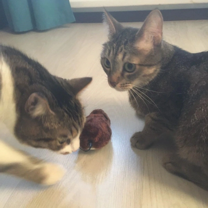 Oyuncak Kurmalı Kedi Eğitim Oyuncağı Tüylü Peluş Fare Yakalama İnteraktif Eğlenceli