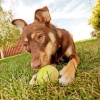 Köpek Oyuncağı 3 Parça Desenli Tenis Topu Kedi Renkli