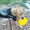 Mama ve Su Kabı Katlanabilir Kedi Köpek Oyuncağı