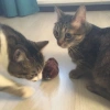 Oyuncak Kurmalı Kedi Eğitim Oyuncağı Tüylü Peluş Fare Yakalama İnteraktif Eğlenceli