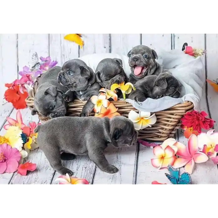 Ravensburger, 2x12p Puzzle Yavru Köpekler, Çocuk Puzzle