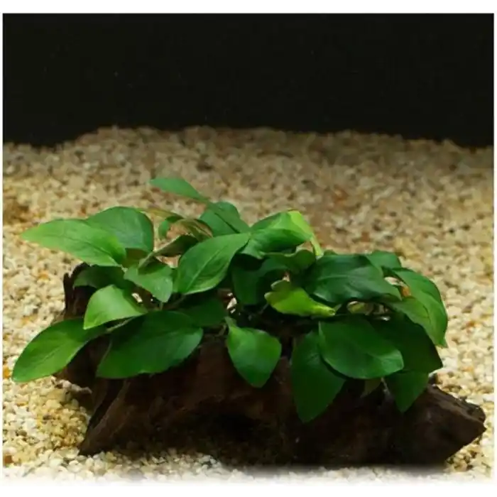 Anubias Barteri Var 5-6 Yapraklı Kök Canlı Bitki