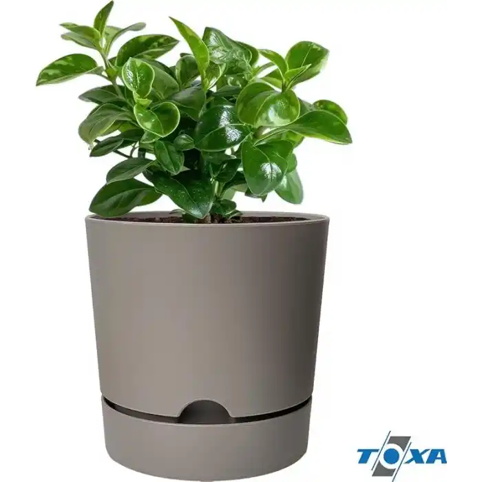 ToXA Begonya Saksı Tabaklı Drenajlı Mat Plastik Çiçek Saksısı (1 Adet, 9 Litre, 25cm, Bej)