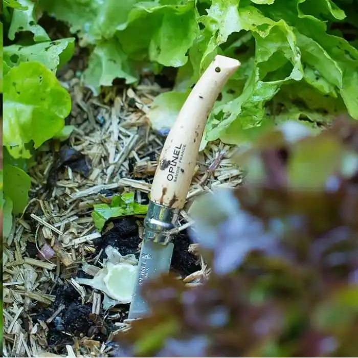 Opinel Inox 8 No Kayın Saplı Paslanmaz Bağ Çakısı