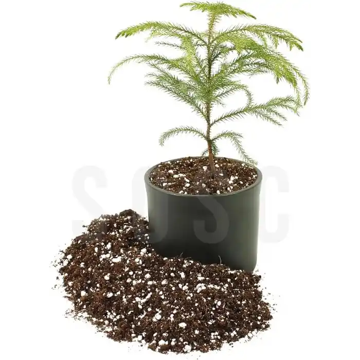 SUBSTRAT LIGHT MIX Ithal Sphangum Torfu Cocopeat Perlit Özel Karışım Saksı Harcı Çiçek Ve Bitki Toprağı 1 LT