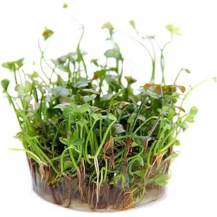 Marsilea Hirsuta In Vitro Canlı Bitki