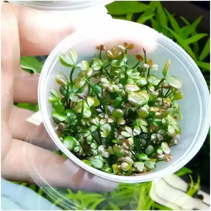 Marsilea Hirsuta In Vitro Canlı Bitki