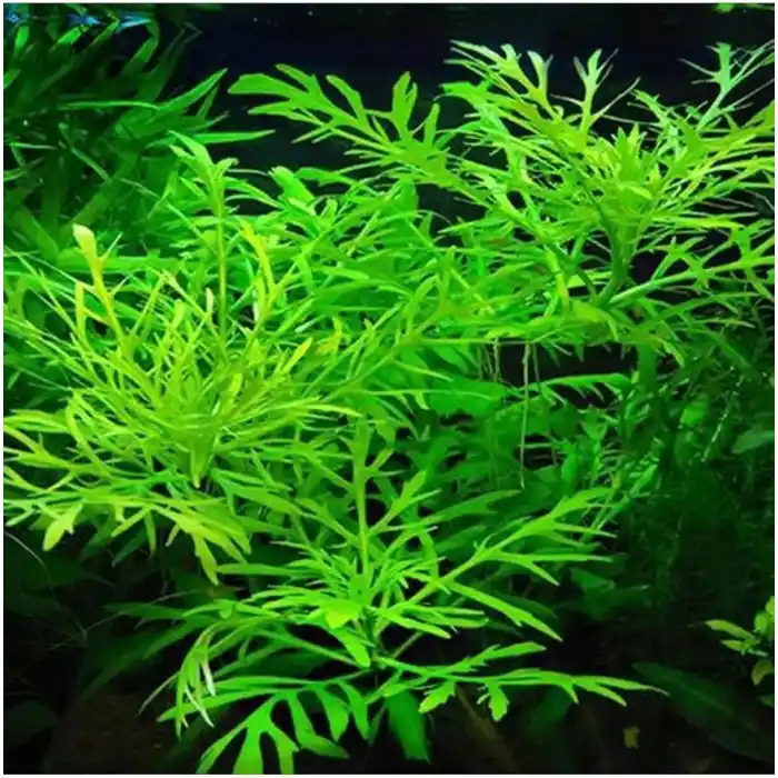Hygrophila Difformis 4-6 Kök Canlı Bitki