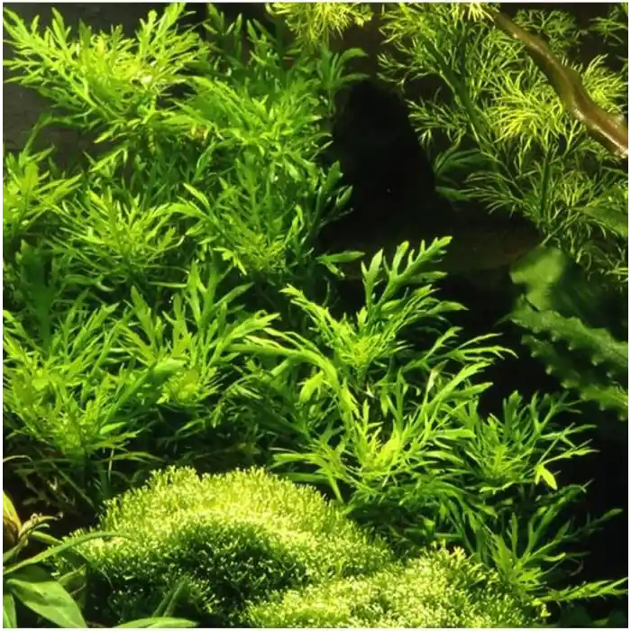 Hygrophila Difformis 4-6 Kök Canlı Bitki