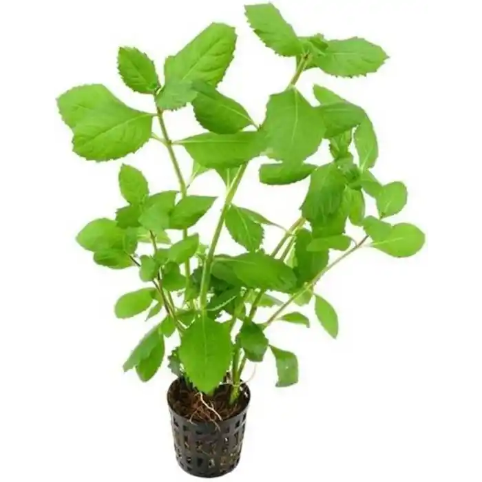 Hygrophila Difformis 4-6 Kök Canlı Bitki