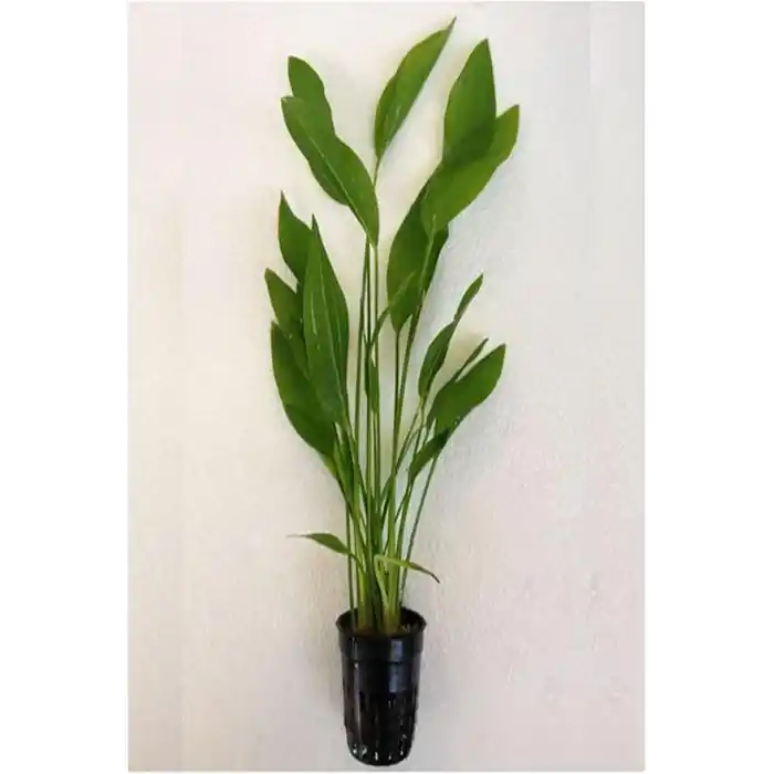 Echinodorus Argentinensis Saksı Canlı Bitki P056