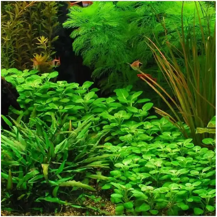 Lobelia Cardinalis Saksı Canlı Bitki