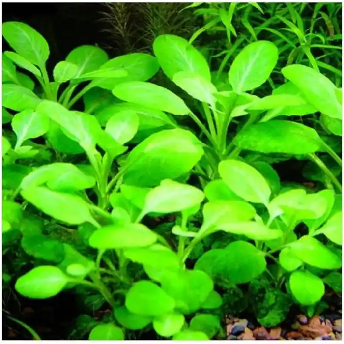 Lobelia Cardinalis Saksı Canlı Bitki