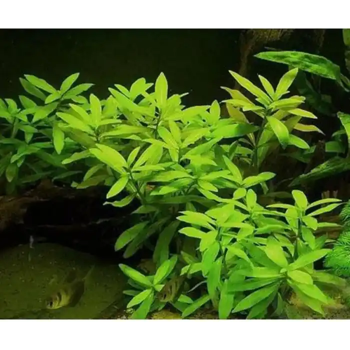 Hygrophila Polysperma Ceylon Zeytin Saksı- Canlı Bitki