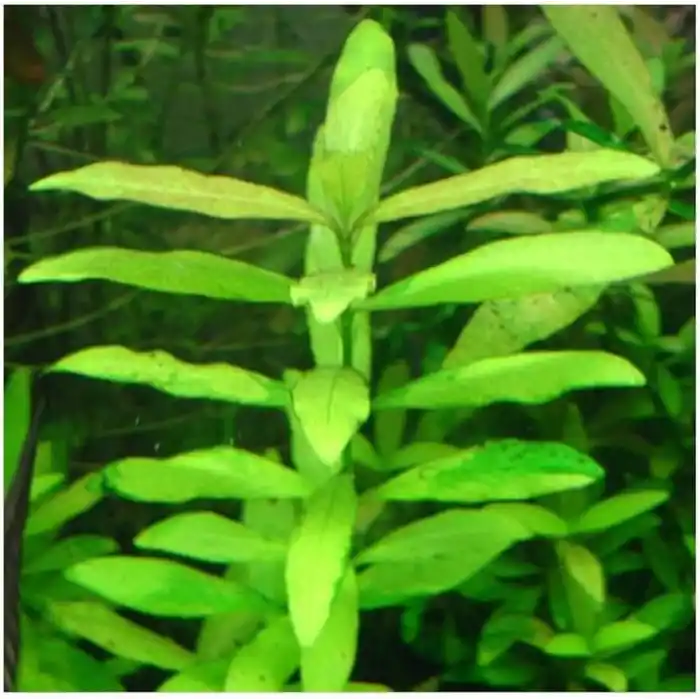 Hygrophila Polysperma Ceylon Zeytin Saksı- Canlı Bitki