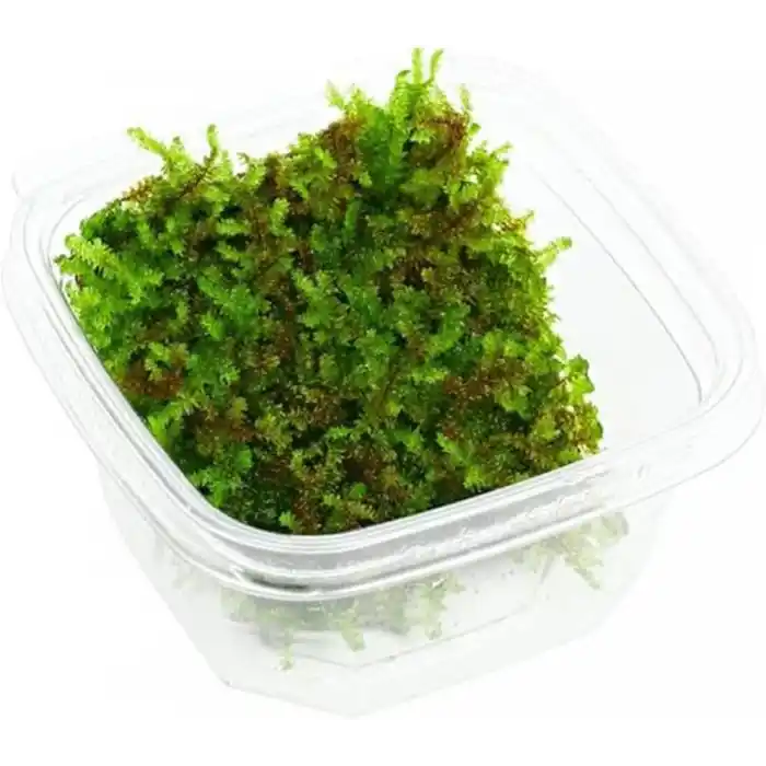 Pancuraji Moss Cup Canlı Bitki