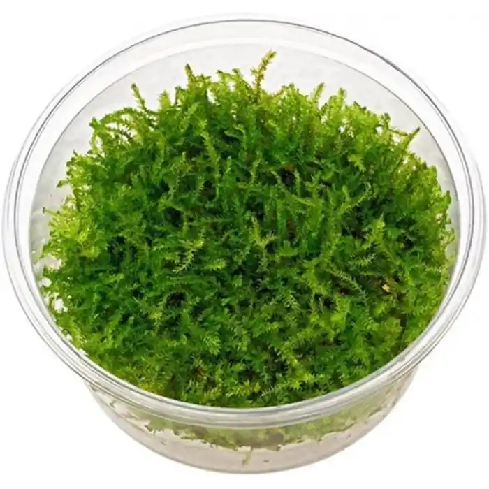 Pancuraji Moss Cup Canlı Bitki