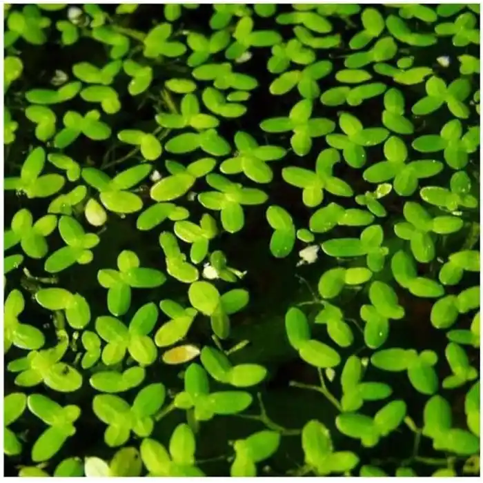 Lemna Minor Mercimek 30x30cm Su Üstü Canlı Bitki