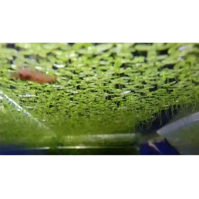 Lemna Minor Mercimek 30x30cm Su Üstü Canlı Bitki