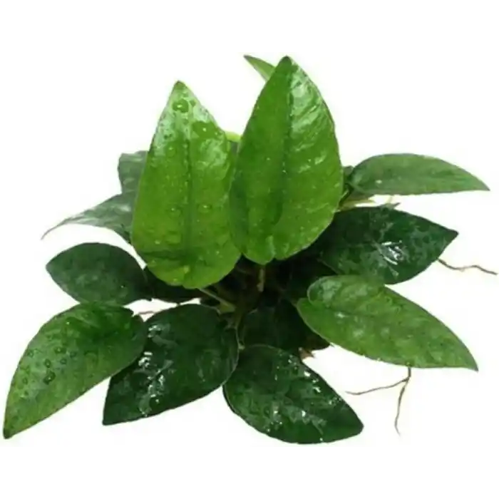 Anubias Species 5-6 Yapraklı Kök Canlı Bitki