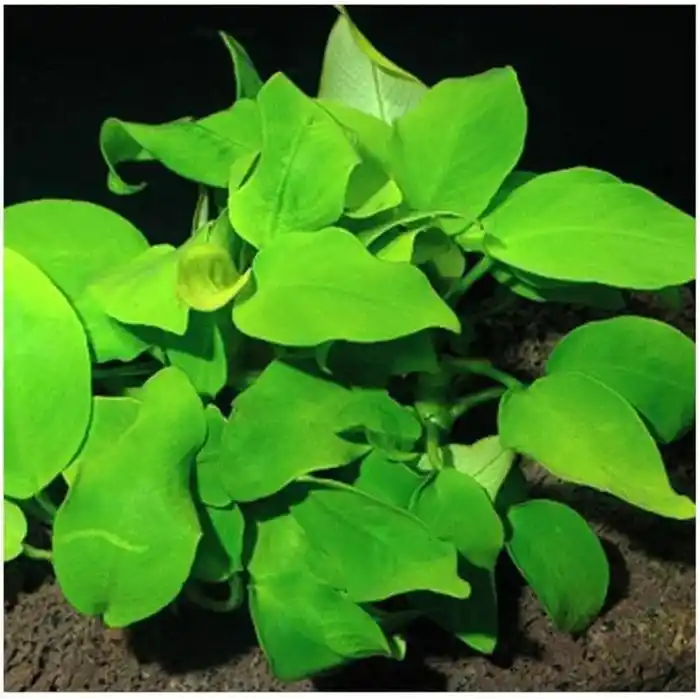 Anubias Species 5-6 Yapraklı Kök Canlı Bitki