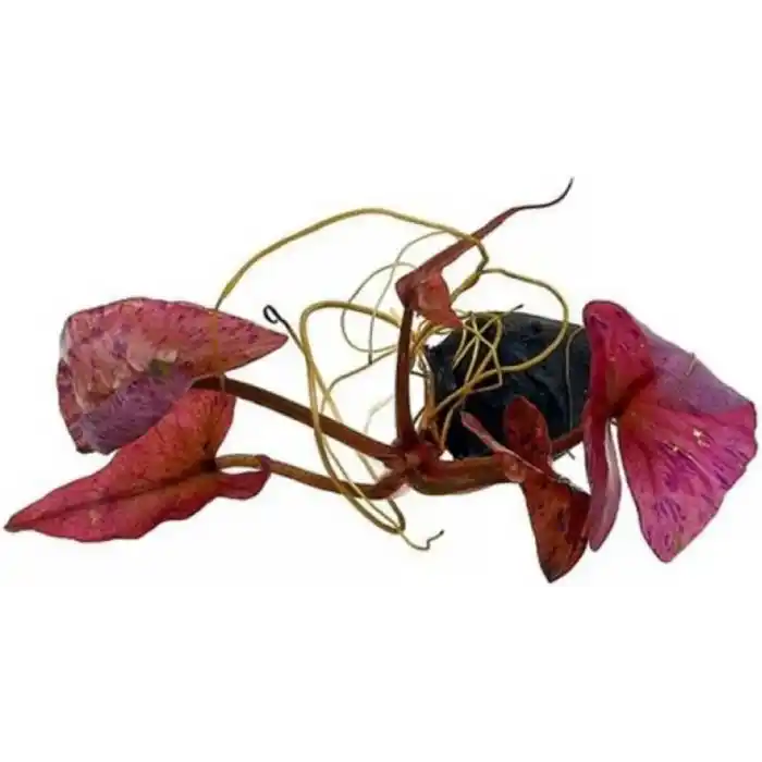 Nymphaea Lotus Zenkeri - Nilüfer Canlı Bitki Tek Soğan