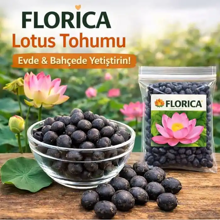 15 Adet Lotus Çiçeği Tohumu Nilüfer Çiçeği Karışık Renkli Orjinal Lotus Su ve Toprakta Yetişir