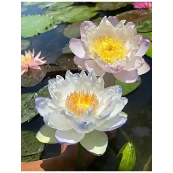 15 Adet Lotus Çiçeği Tohumu Nilüfer Çiçeği Karışık Renkli Orjinal Lotus Su ve Toprakta Yetişir