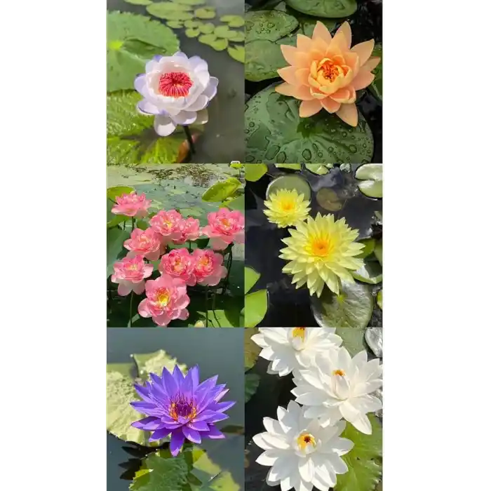 15 Adet Lotus Çiçeği Tohumu Nilüfer Çiçeği Karışık Renkli Orjinal Lotus Su ve Toprakta Yetişir