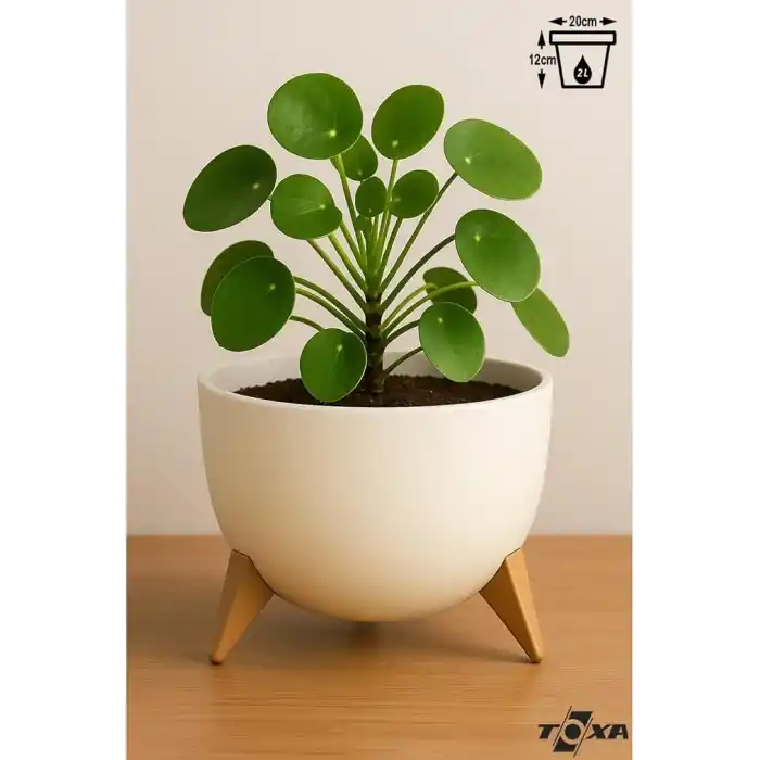 ToXA 2 Litre 19cm Küre Saksı Ayaklı Delikli Süzgeçli Plastik Çiçek Saksısı Fildişi