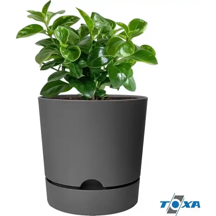 ToXA Begonya Saksı Tabaklı Drenajlı Mat Plastik Çiçek Saksısı (1 Adet, 9 Litre, 25cm, Gri)