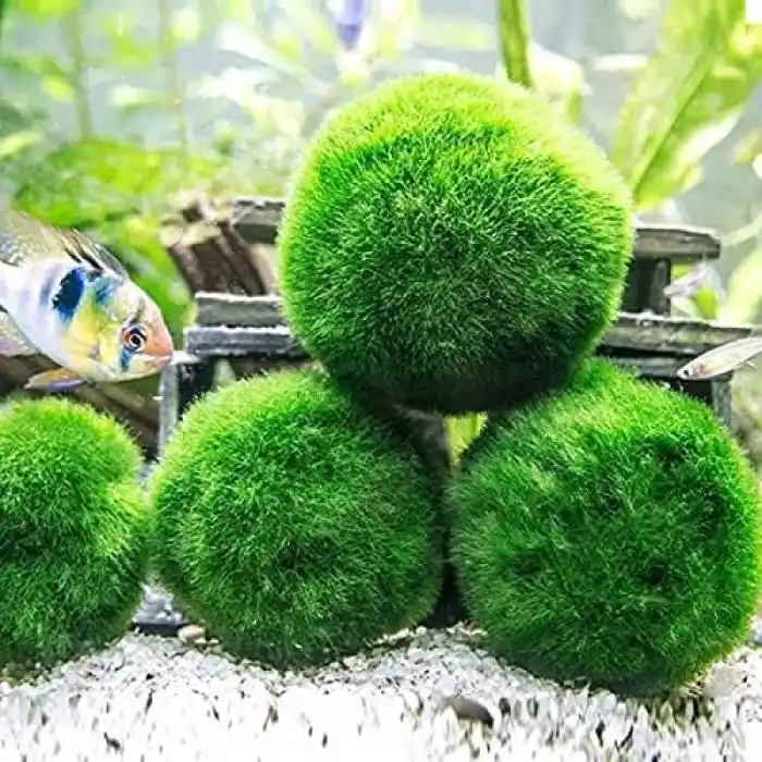 Marimo Moss Ball 3-4Cm Yosun Topu Canlı Bitki