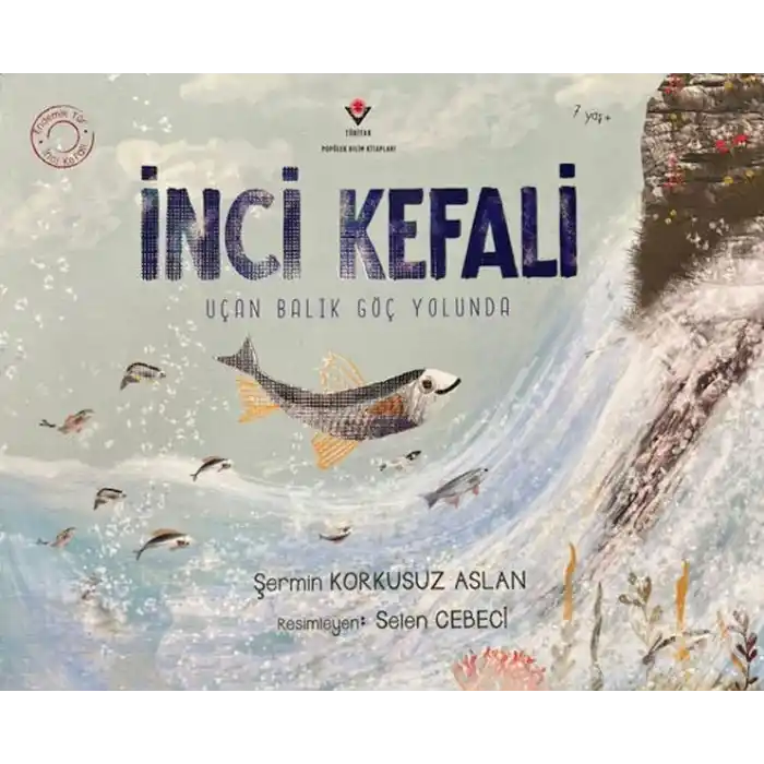 TCX  Kefali