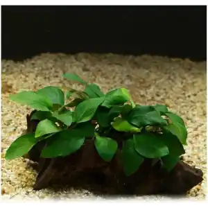 Anubias Barteri Var 5-6 Yapraklı Kök Canlı Bitki