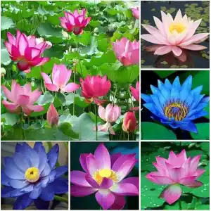 20 Adet Lotus Çiçeği Tohumu Nilüfer Çiçeği Karışık Renkli Orjinal Lotus Su ve Toprakta Yetişir
