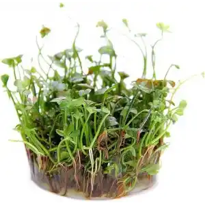 Marsilea Hirsuta In Vitro Canlı Bitki