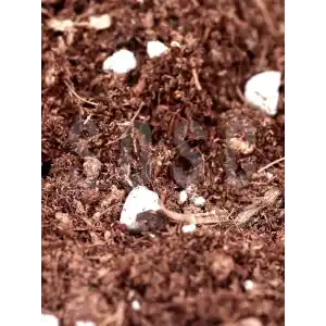 Substrat Mix Ithal Torf Cocopeat Perlit Özel Karışım Saksı Harcı Çiçek Ve Bitki Toprağı 3 LT